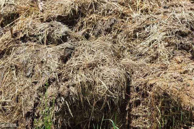 高效養殖場除臭方案